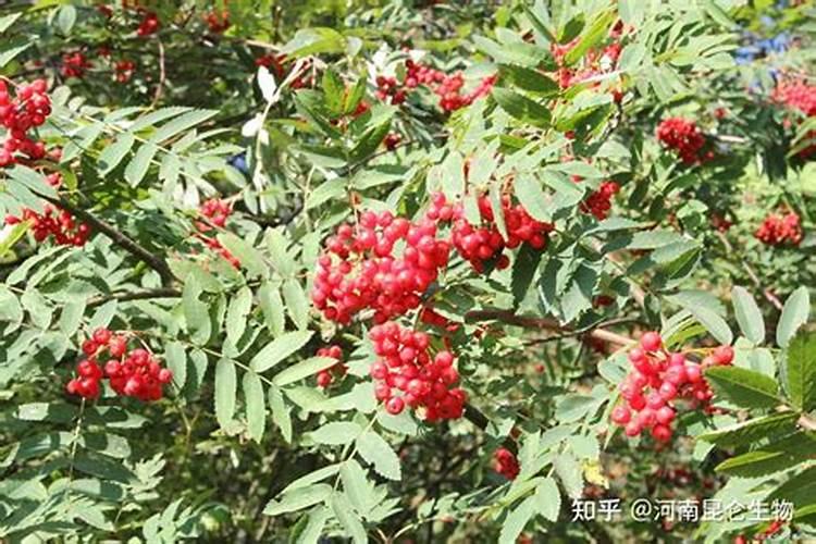 花椒树旱地水溶肥怎么施？