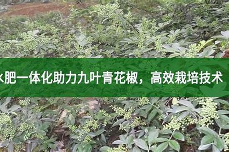 花椒树移栽后用什么肥能提高成活率