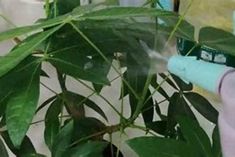 下雨能给花椒树上肥料吗