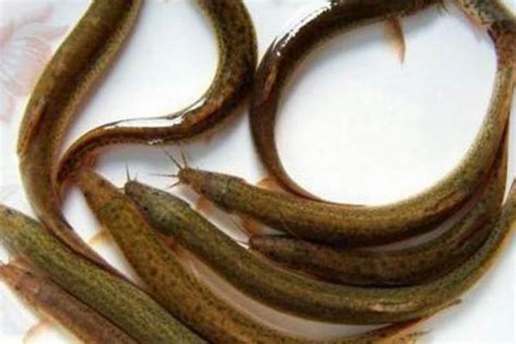 植物872,这是什么植物？