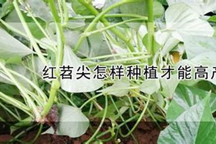 海状元海藻肥能不能给樱桃树用？