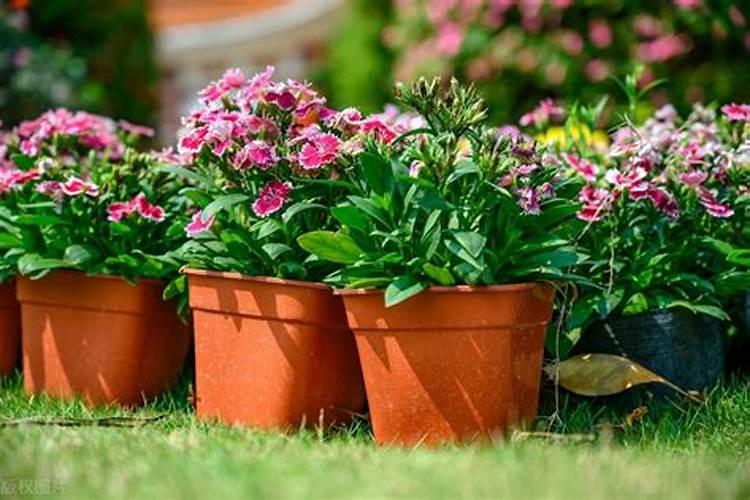 冬天果木树适合上肥吗