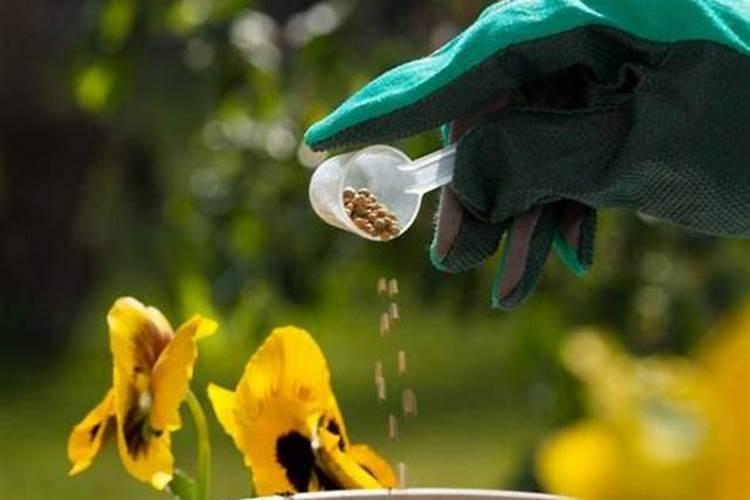 种花草用什么肥料最好