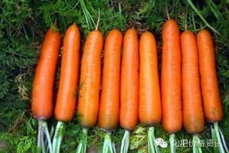 萝卜如何实现高产怎么施肥好？用根茎块膨大剂好吗