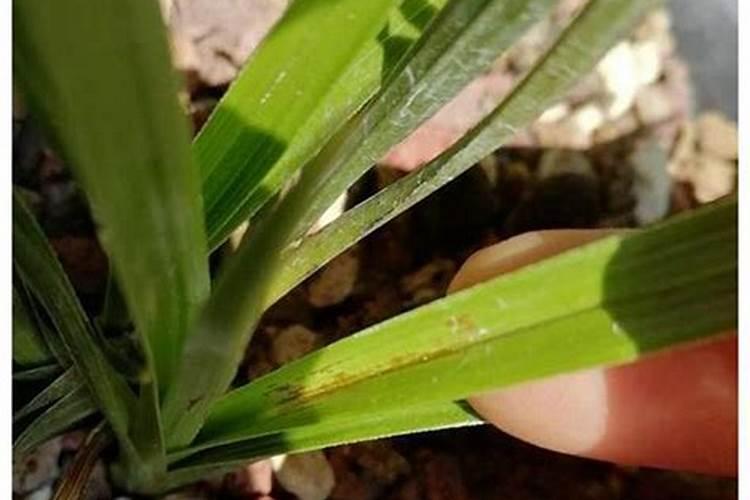 油菜用尿素做叶面肥浓度多少花卉百科