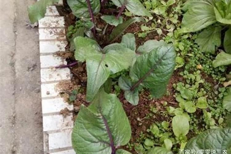 水溶肥排名前十位的有哪些品牌