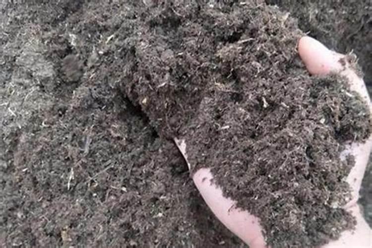 栽葱的时候炕洞灰用多了,具体该怎么处理呢？