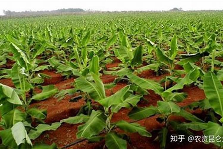 辣椒树开花了可以放复合肥吗