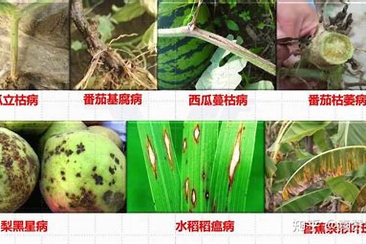 水仙花水培开花期间施肥