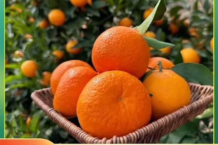 柑橘专用叶面肥哪个好？柑橘专用肥用什么好？柑橘肥料用“昆仑风”百度...