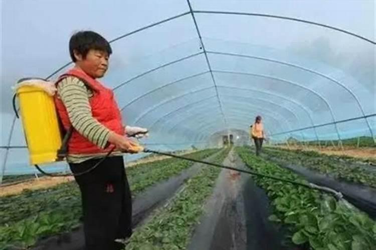 樱花怎么施肥