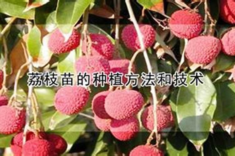氮肥的吸收转化过程