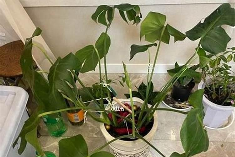 氮肥如何被植物吸收的？