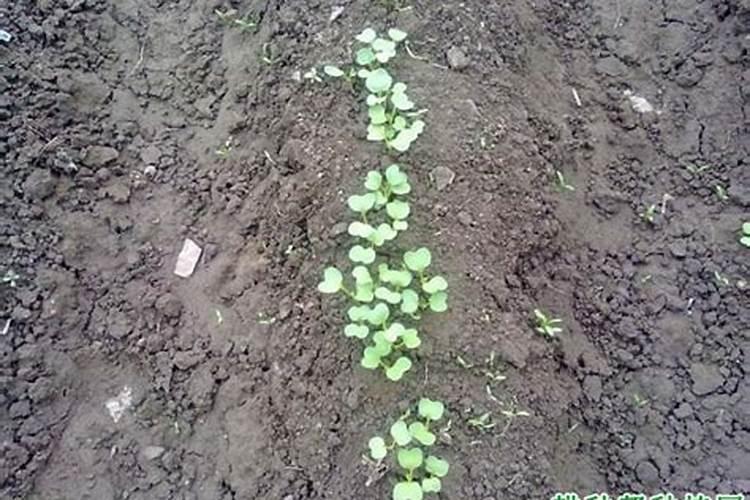 山东恒鲁生物科技有限公司怎么样