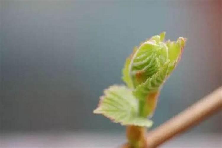葡萄树为什么根部发芽,树梢不发芽,怎么办？