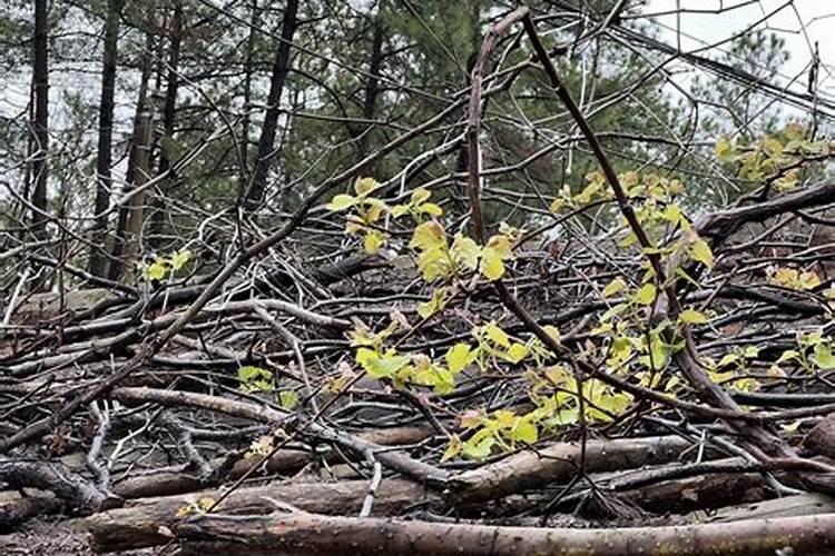 葡萄发芽前施什么肥