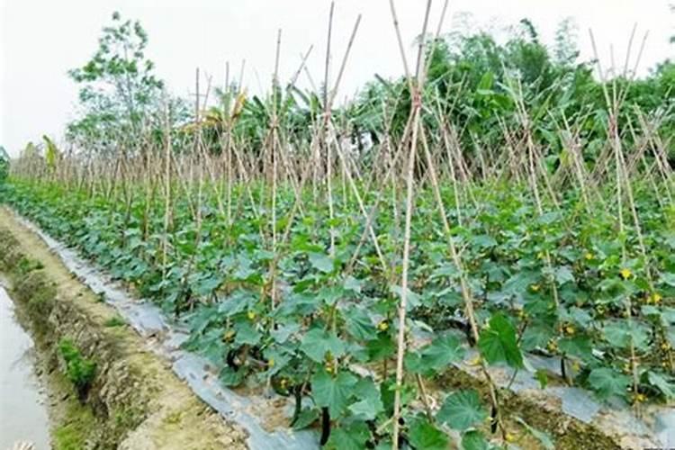 大棚种植黄瓜用高温杀菌温度不能超过几度