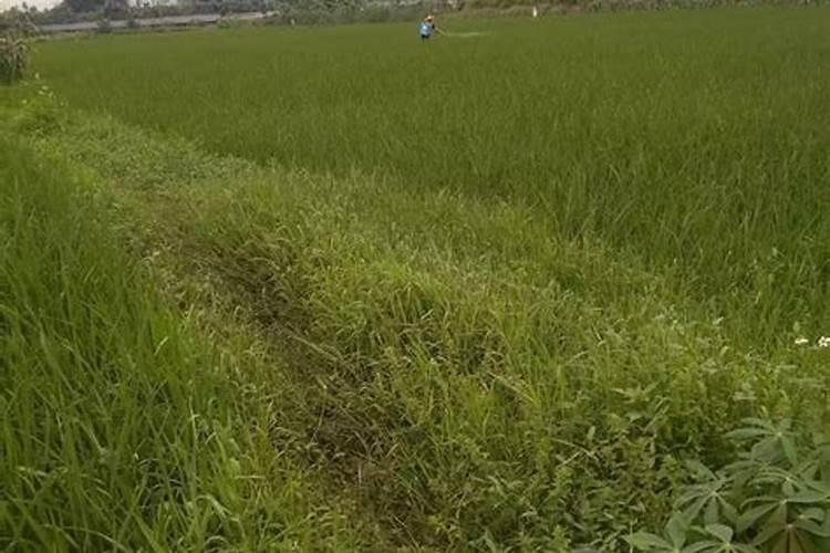 种植李子怎么管理结果多产量高？李子膨果增甜叶面肥哪种好