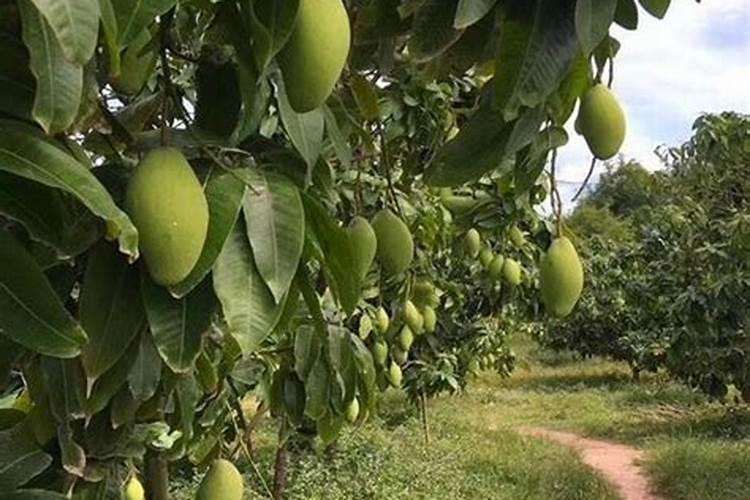 花生打叶面肥最佳时机