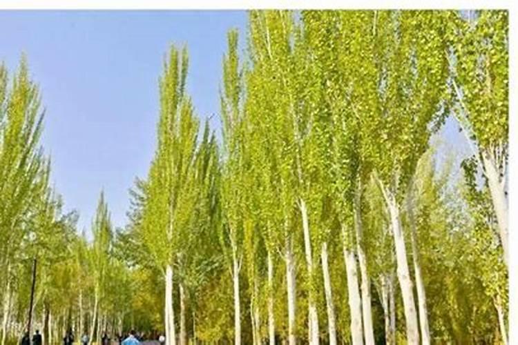 黑芝麻的主要成分