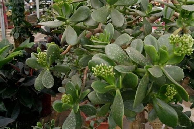 蓝莓施什么肥好？