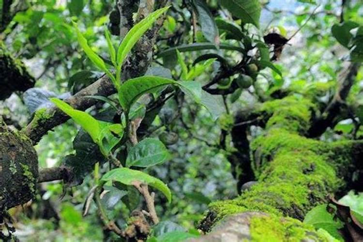 白芍用什么土种植