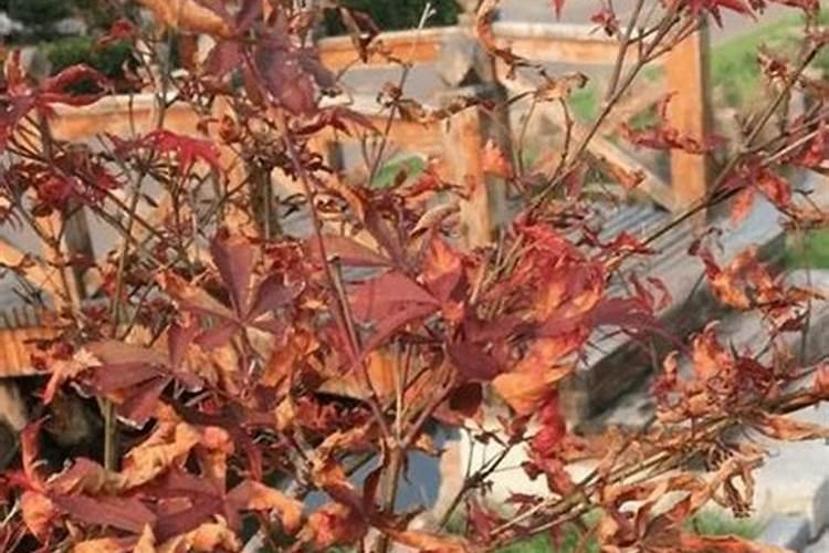 氮肥磷肥钾肥区别和作用