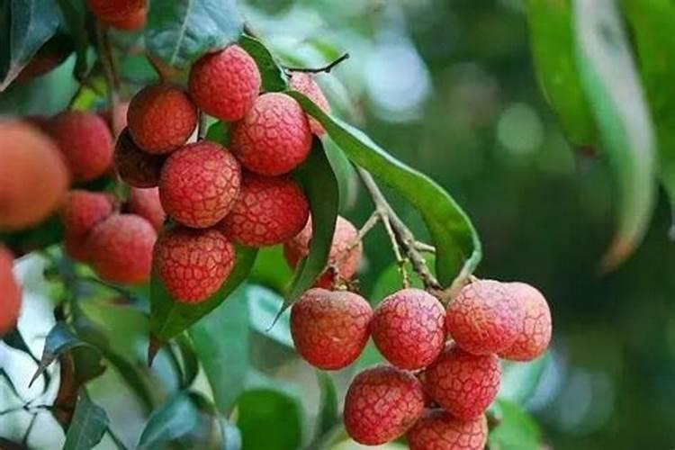 花生壳怎么沤肥