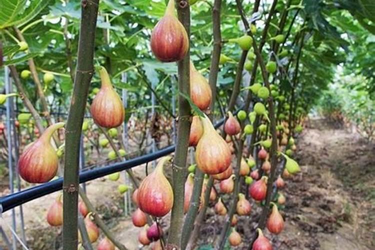 无花果追肥用什么肥料好