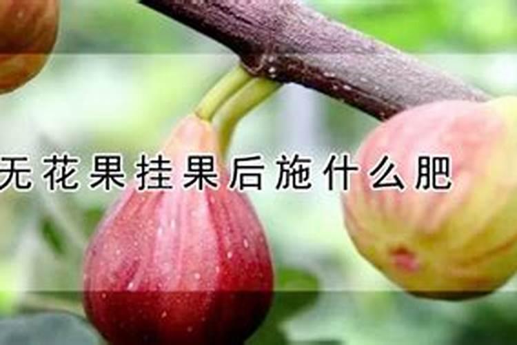 盆栽无花果施什么肥最好