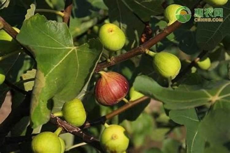 无花果追肥用什么肥料好