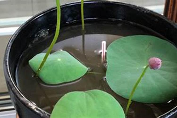 碗莲的施肥方法