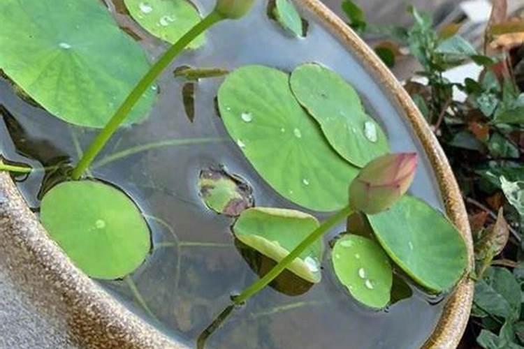 碗莲换土方法