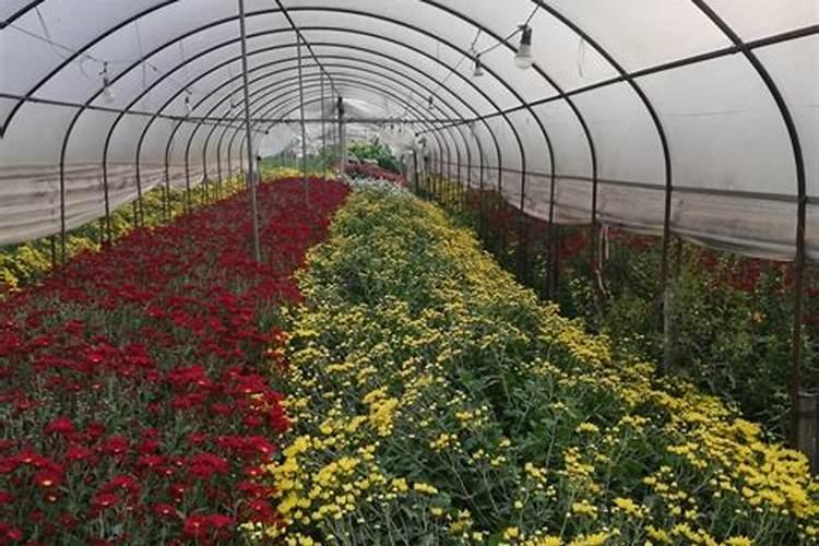 木菊花怎么养才是正确的养殖方法