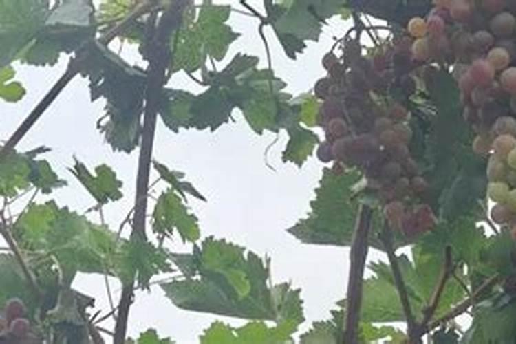 榉树什么时候移栽最好(榉树移植时间和养护方法)