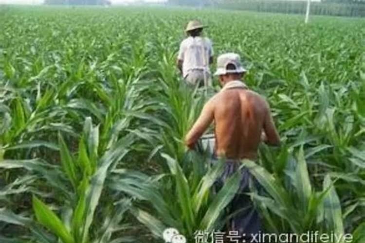 钙美磷肥可以给花生,辣椒施肥吗？
