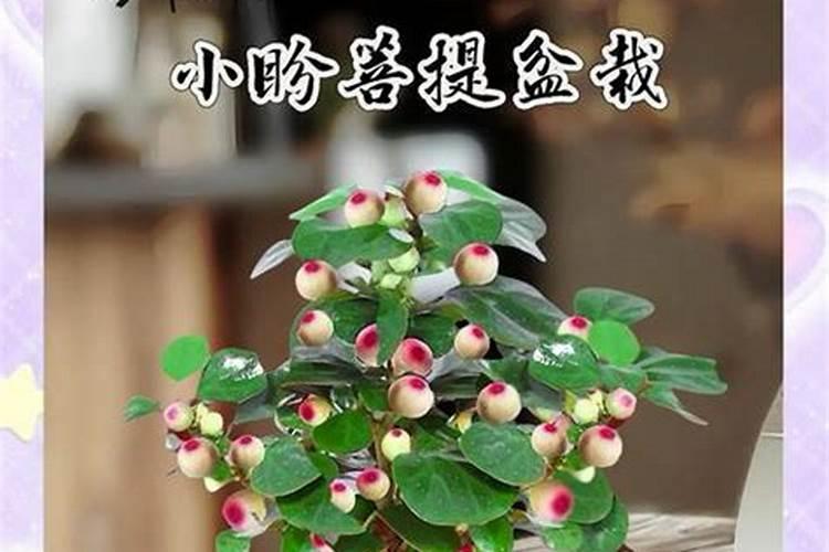 阳光玫瑰葡萄喷施芸苔素的作用