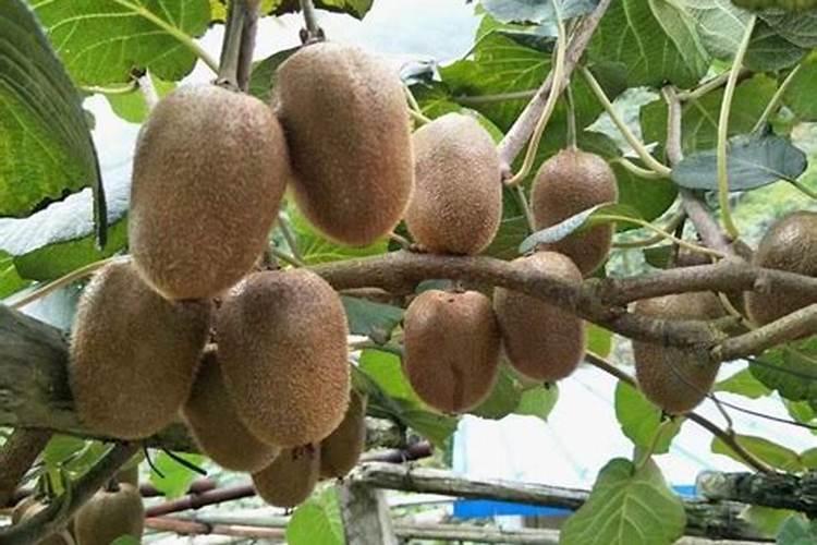 豆角保花保果农药最佳配方