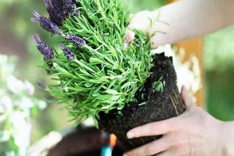 六大味道茶叶最忌讳