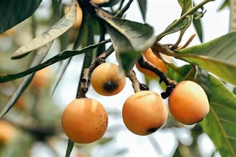 种山楂用什么土比较好