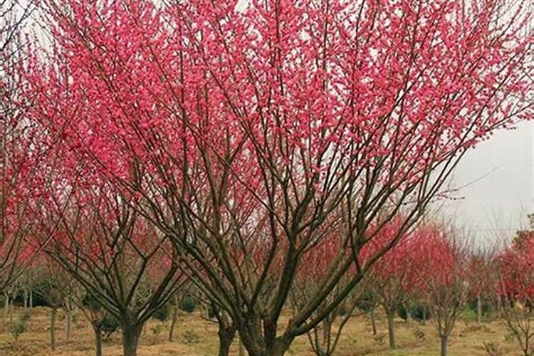 红梅花怎么养,追施薄肥防治虫害