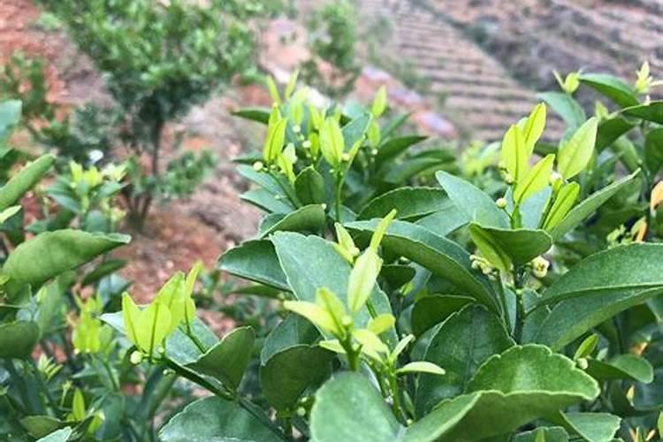 桃树施什么肥好 桃树施肥方法