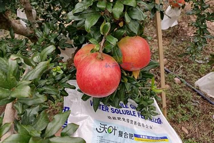 石榴树怎么过冬