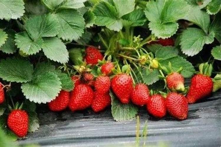 花生麸制水肥变黑色有危害吗