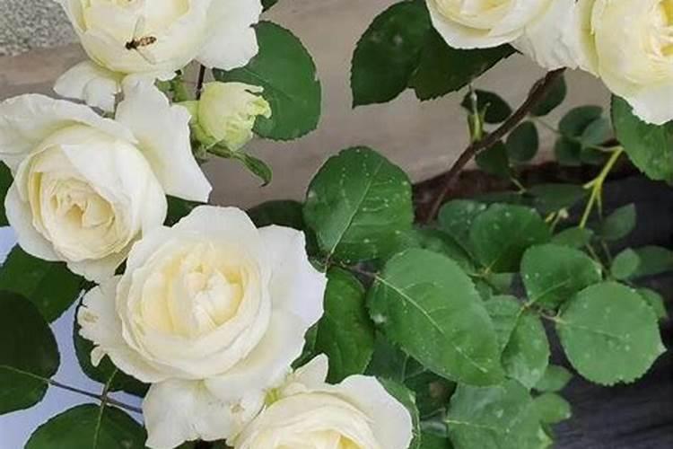 玉竹施肥用什么肥料好？比如复合肥适合玉竹吗？