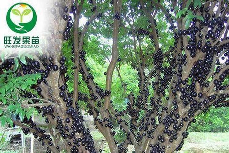 玉竹有什么田间管理技术