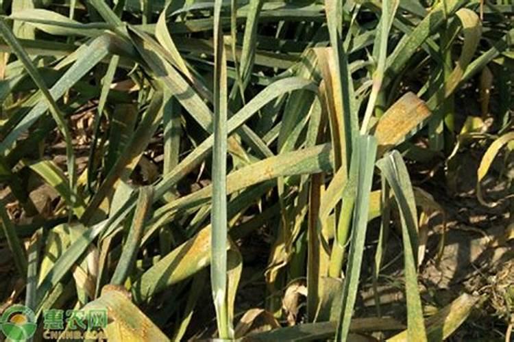 大蒜锈病用什么药效果最好