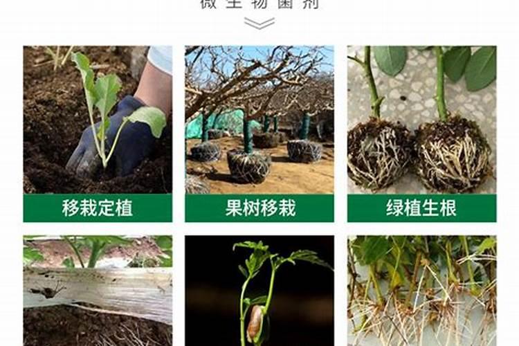 镁在葡萄树上的作用(镁肥在葡萄上什么时候用)