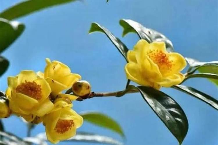 玉叶金花的养殖方法