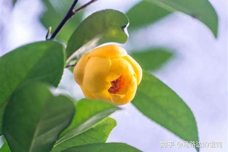 茄子的优良栽培品种主要有哪些？